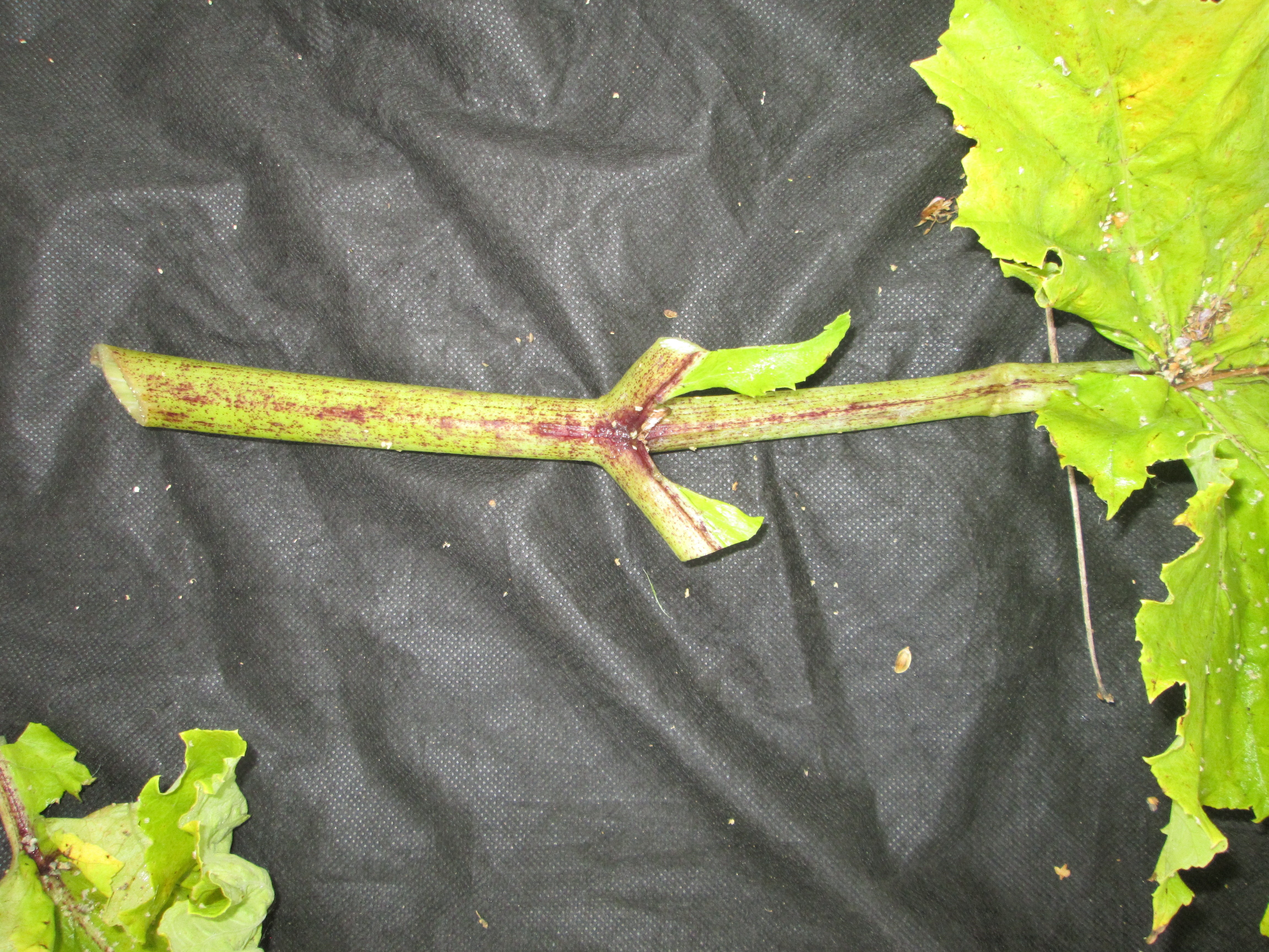 2021-07-24_14.15.11.JPG 
