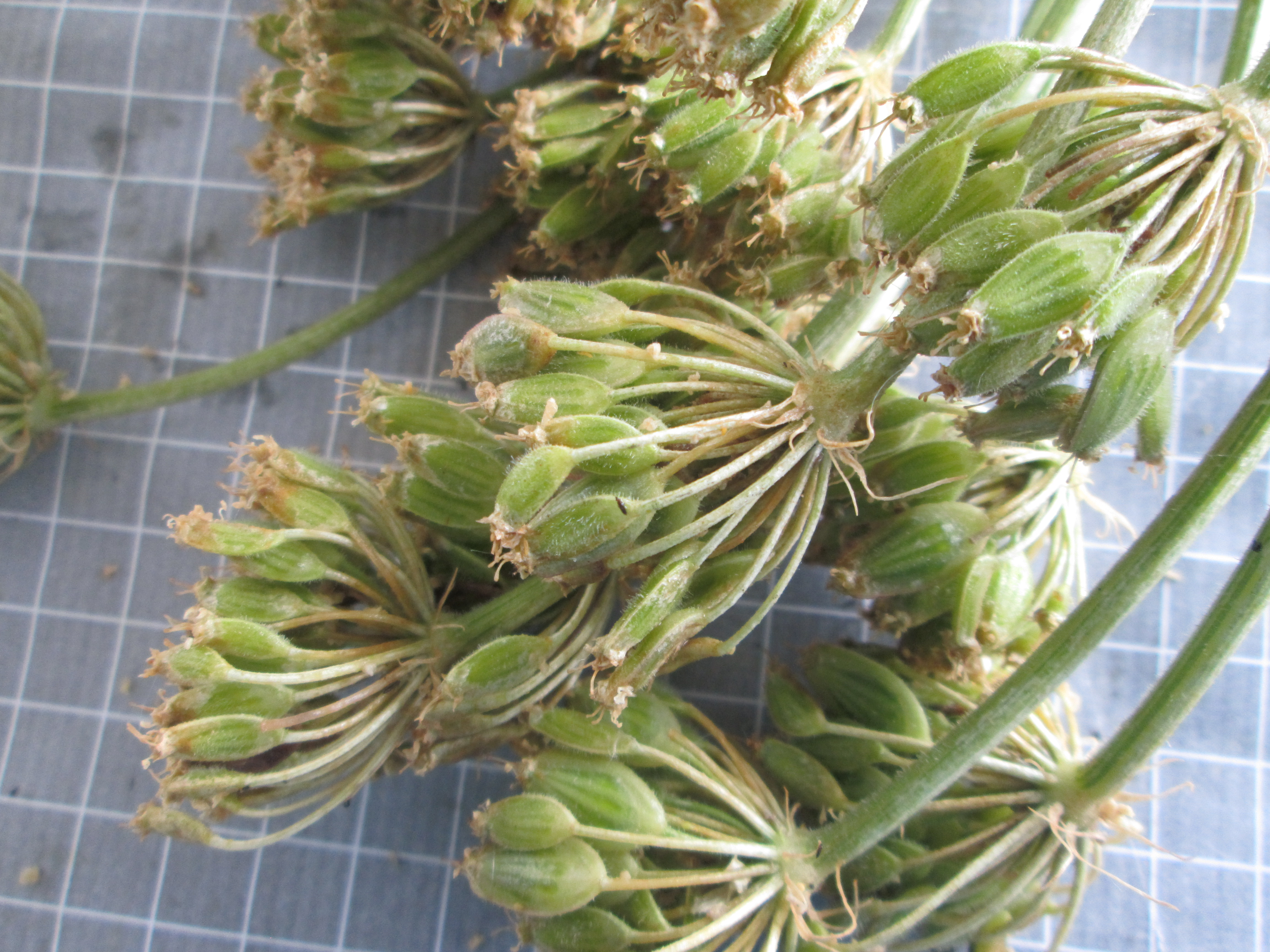 2021-07-24_14.17.47.JPG 