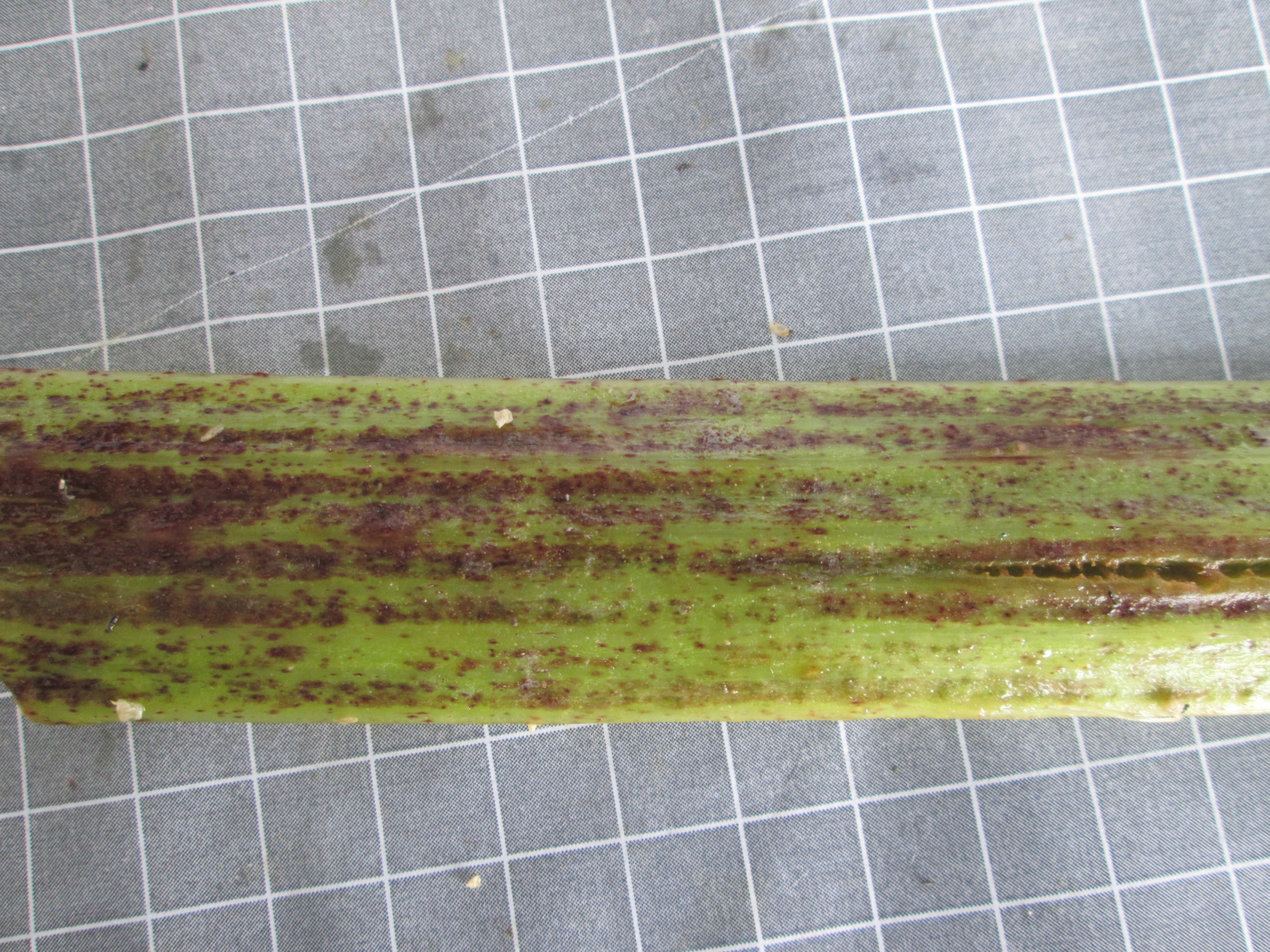 2021-07-24_14.19.24.JPG 