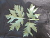 Thumbnail IMG_2080.JPG 