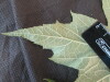 Thumbnail IMG_2083.JPG 