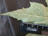 Thumbnail IMG_2084.JPG 
