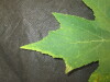 Thumbnail IMG_2086.JPG 