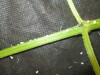 Thumbnail IMG_2087.JPG 