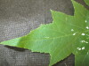 Thumbnail IMG_2088.JPG 