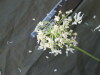 Thumbnail IMG_2091.JPG 