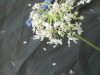Thumbnail IMG_2092.JPG 