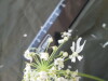 Thumbnail IMG_2093.JPG 