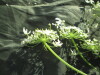 Thumbnail IMG_2096.JPG 