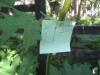 Thumbnail IMG_7952.JPG 