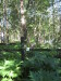 Thumbnail IMG_7954.JPG 