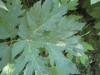 Thumbnail IMG_7955.JPG 