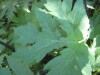 Thumbnail IMG_7956.JPG 