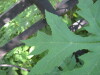 Thumbnail IMG_7957.JPG 