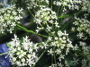 Thumbnail IMG_7958.JPG 