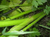 Thumbnail IMG_7960.JPG 