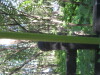 Thumbnail IMG_7961.JPG 