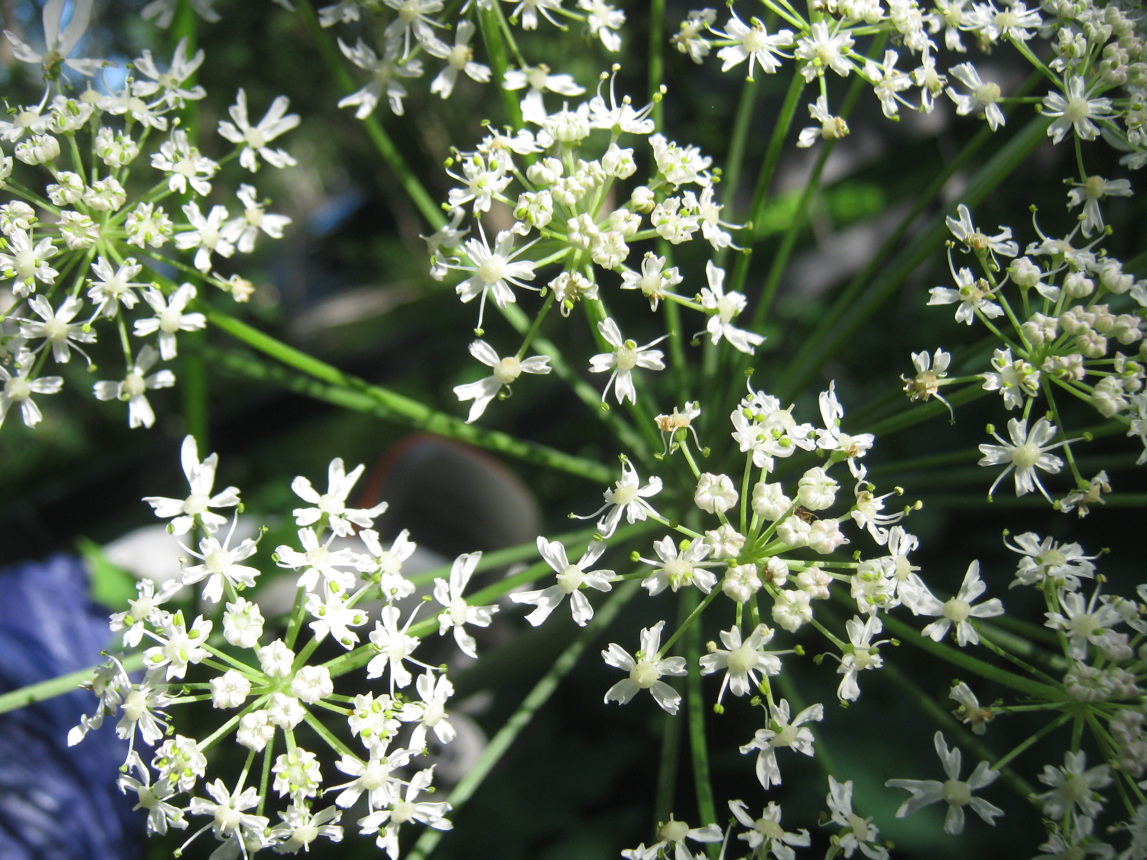 IMG_7958.JPG 