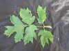 Thumbnail IMG_2038.JPG 