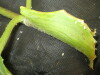 Thumbnail IMG_2039.JPG 