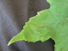 Thumbnail IMG_2041.JPG 