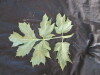 Thumbnail IMG_2042.JPG 