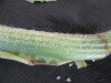 Thumbnail IMG_2043.JPG 
