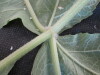 Thumbnail IMG_2044.JPG 