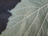 Thumbnail IMG_2046.JPG 