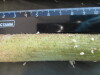 Thumbnail IMG_2047.JPG 