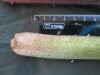 Thumbnail IMG_2050.JPG 