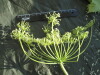 Thumbnail IMG_2051.JPG 