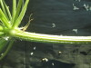 Thumbnail IMG_2052.JPG 