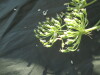 Thumbnail IMG_2053.JPG 