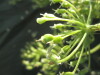 Thumbnail IMG_2054.JPG 