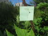 Thumbnail IMG_7962.JPG 