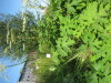 Thumbnail IMG_7966.JPG 
