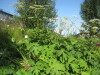 Thumbnail IMG_7967.JPG 
