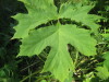 Thumbnail IMG_7968.JPG 