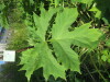 Thumbnail IMG_7969.JPG 