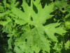 Thumbnail IMG_7970.JPG 