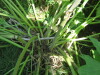 Thumbnail IMG_7971.JPG 