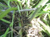 Thumbnail IMG_7972.JPG 