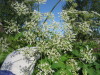 Thumbnail IMG_7973.JPG 
