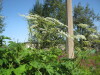 Thumbnail IMG_7974.JPG 