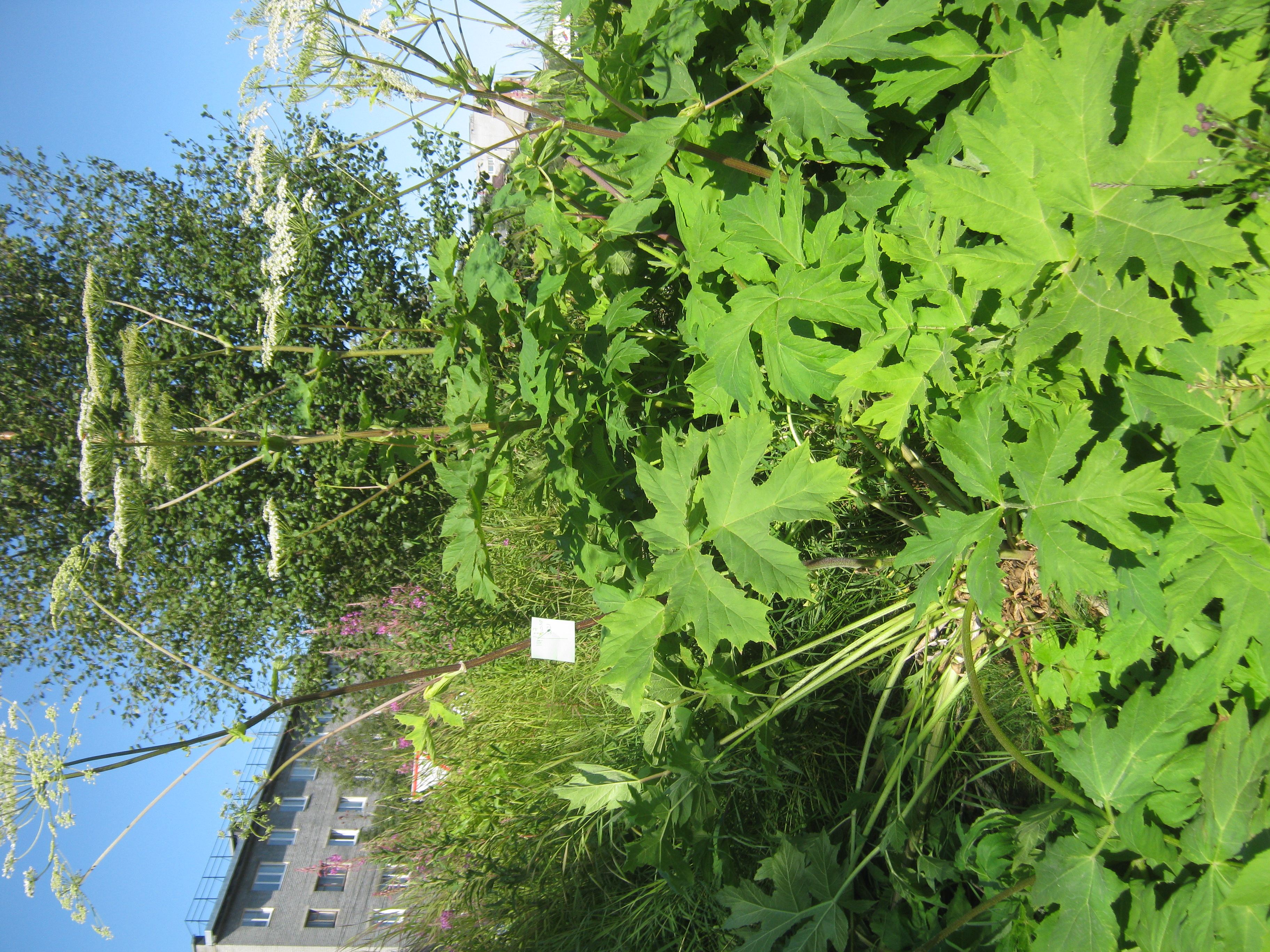 IMG_7966.JPG 