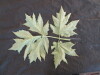 Thumbnail IMG_2017.JPG 