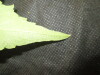 Thumbnail IMG_2019.JPG 