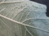 Thumbnail IMG_2020.JPG 