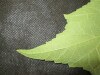 Thumbnail IMG_2022.JPG 